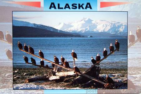 Alaskan Bald Eagles