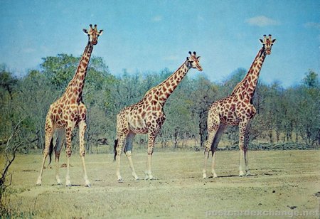 Giraffe - Game Reserve - South Africa