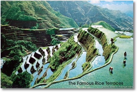 The Famous Rice Terraces