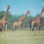 Giraffe – Game Reserve – South Africa