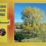 The pioneer tree of Kansas