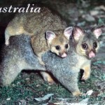 The common brushtail
