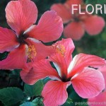 Florida – the Land of Flowers