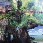 The Everglades – The Florida Alligator